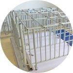 Gestation Stall 