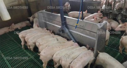 Pig liquid feed histroy in Korea