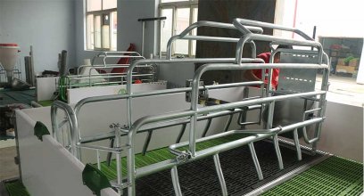 Harnessing Innovation for Piglet Health: The Impact of Pneumatic Adjustable Farrowing Crates