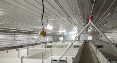 High-Quality Pig PVC Wall Panel Designs - Debabrothers