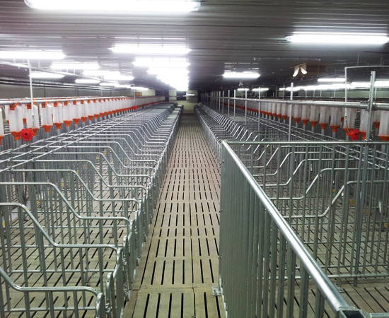 Turn-key pig farm project
