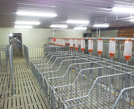 Turn-key pig farm project