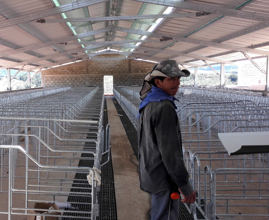 Custom pig farm project